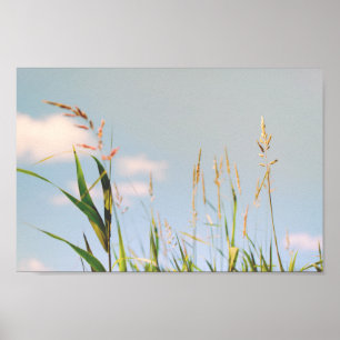 Grass Blue Sky Field Meadow Nature Poster