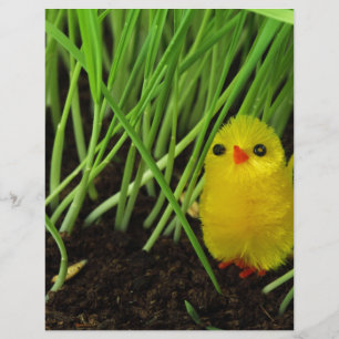 grass chick