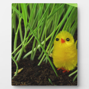 grass chick plaque