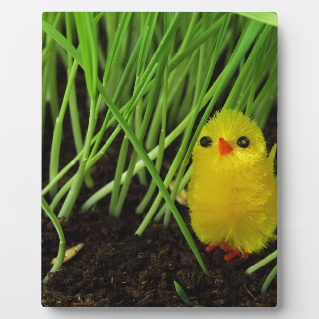 grass chick plaque (Front)