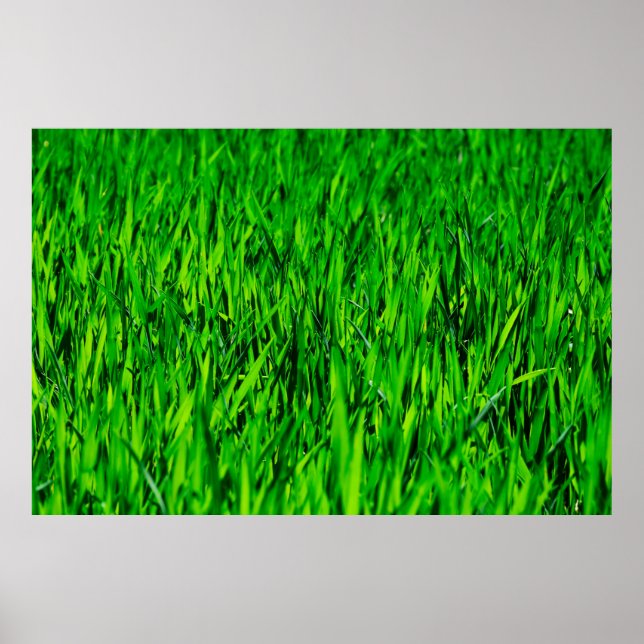Grass field meadow lawn growth poster (Front)