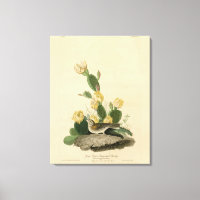 Grass Finch, Bay-winged Bunting, or Vesper Sparrow