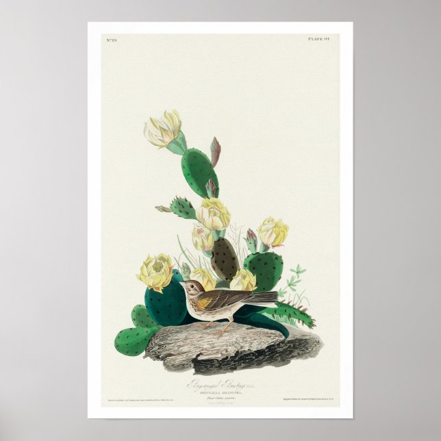 Grass Finch, or Bay-winged Bunting by Audubon Poster (Front)