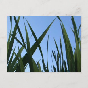 Grass Postcard