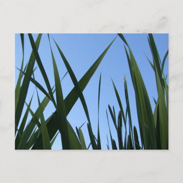 Grass Postcard (Front)