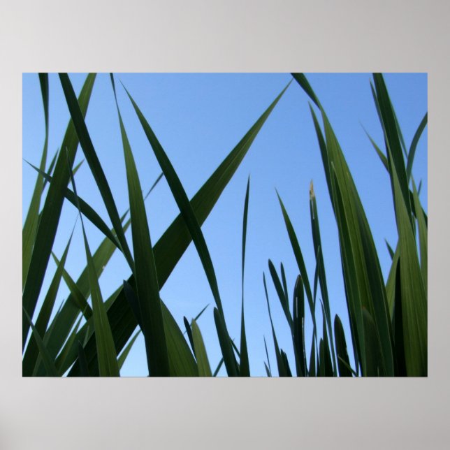 Grass Poster (Front)