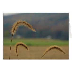 Grass Seed Stalks