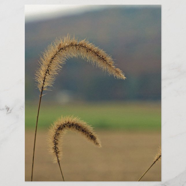 Grass Seed Stalks (Front)