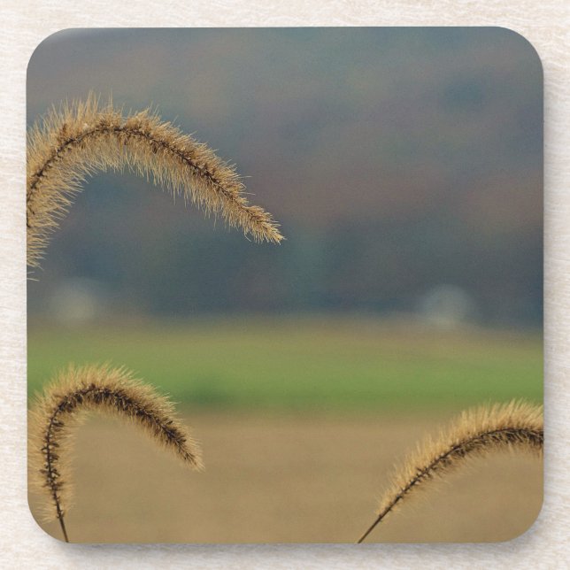 Grass Seed Stalks Coaster (Front)