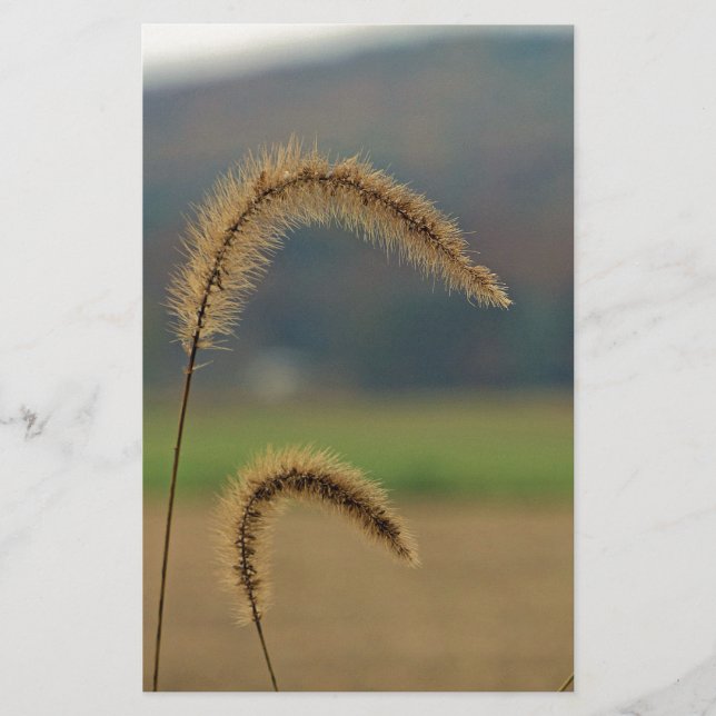 Grass Seed Stalks Stationery (Front)
