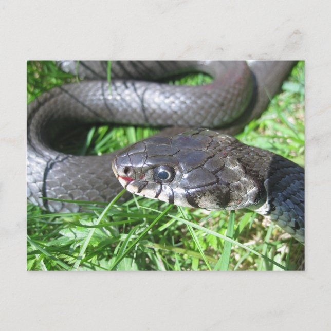 Grass snake postcard (Front)