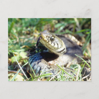 Grass snake postcard