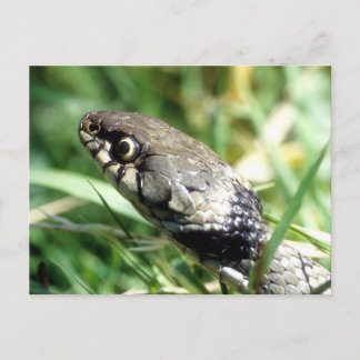 Grass snake postcard