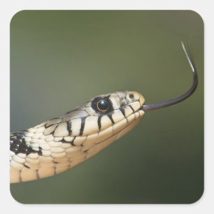 Grass Snake Square Sticker