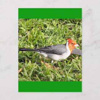 Grass with Brazilian Cardinal Postcard