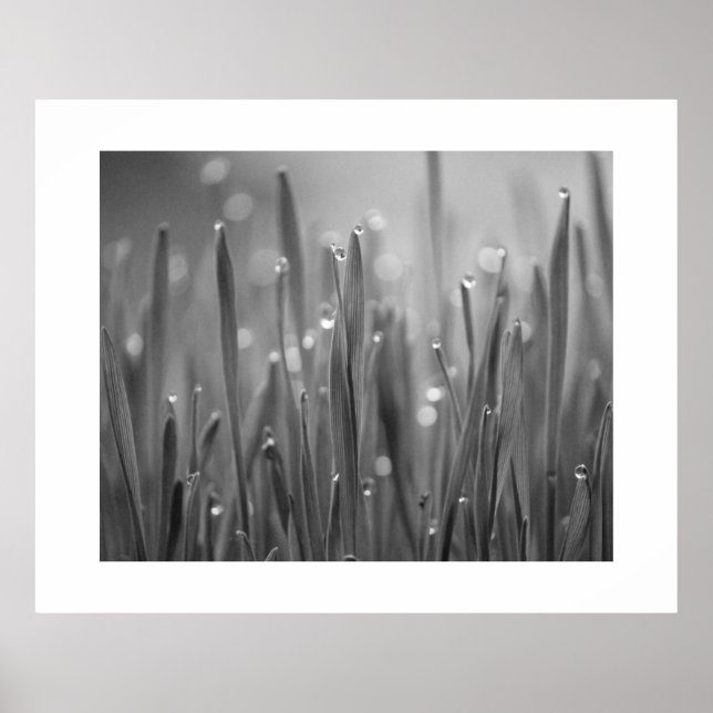 Grass With Dew Droplets Poster (Front)
