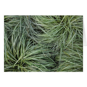 Grasses