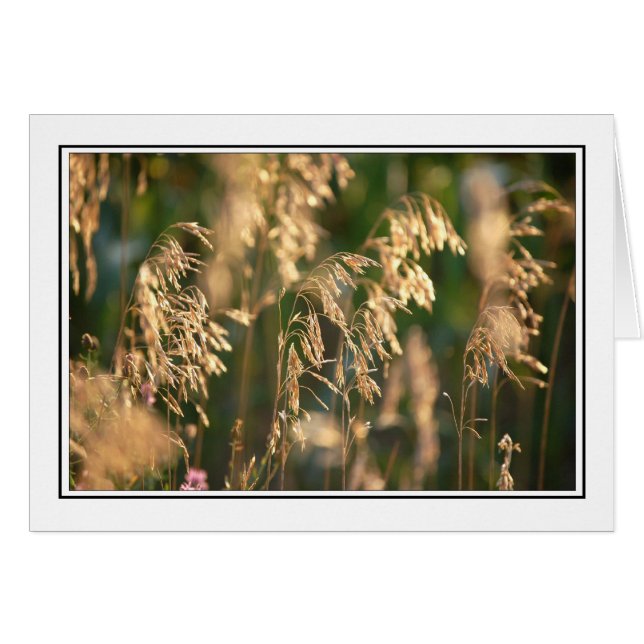 Grasses (Front Horizontal)