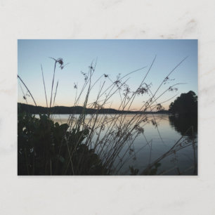 Grasses at lake Sunset Postcard