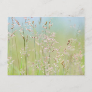 Grasses in motion postcard