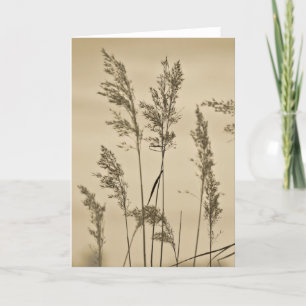 Grasses Note Card