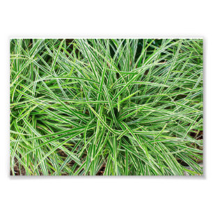 Grasses Photo Print
