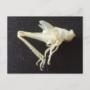Grasshopper 1 -educatedbrainfart postcard