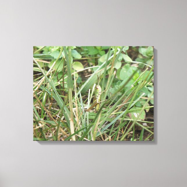 Grasshopper Camouflage Canvas Print (Front)