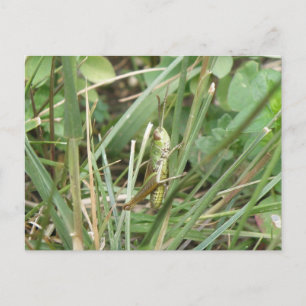 Grasshopper Camouflage Postcard