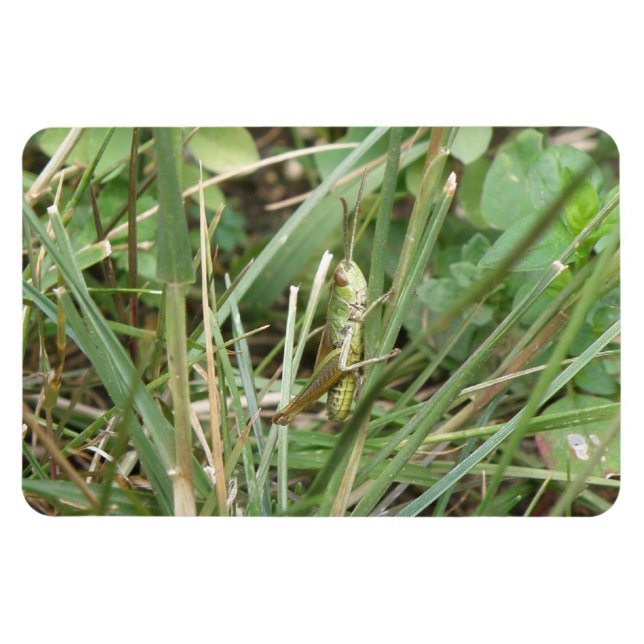 Grasshopper Camouflage Premium Magnet (Horizontal)
