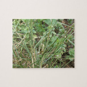 Grasshopper Camouflage Puzzle