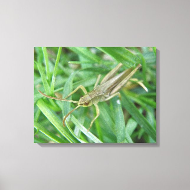 Grasshopper Canvas Print (Front)