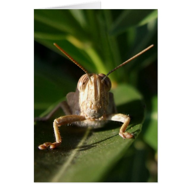 Grasshopper Card (Front)