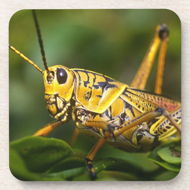 Grasshopper, Everglades National Park, Florida, Coaster (Front)