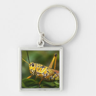 Grasshopper, Everglades National Park, Florida, Keychain