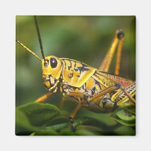 Grasshopper, Everglades National Park, Florida, Magnet