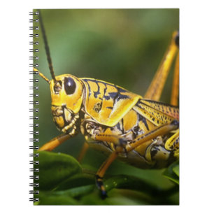 Grasshopper, Everglades National Park, Florida, Notebook