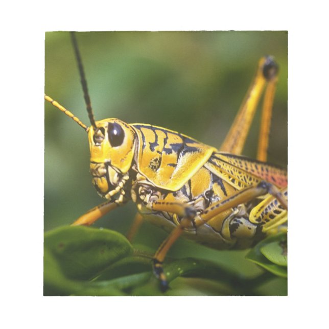 Grasshopper, Everglades National Park, Florida, Notepad (Front)