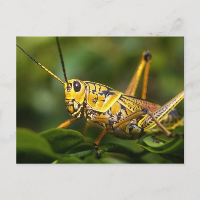 Grasshopper, Everglades National Park, Florida, Postcard (Front)