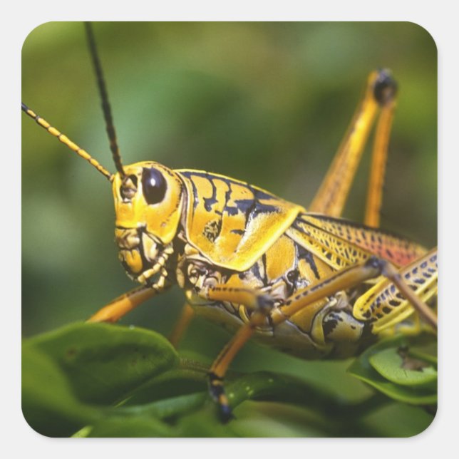 Grasshopper, Everglades National Park, Florida, Square Sticker (Front)