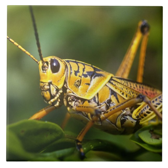 Grasshopper, Everglades National Park, Florida, Tile (Front)
