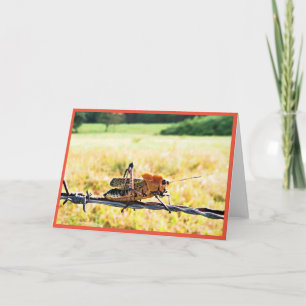 Grasshopper Folded Greeting Card
