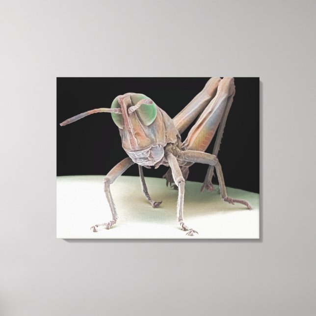 Grasshopper nymph canvas print (Front)