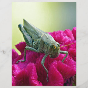 Grasshopper on Cockscomb