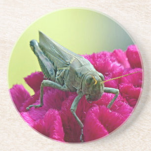 Grasshopper on Cockscomb Coaster