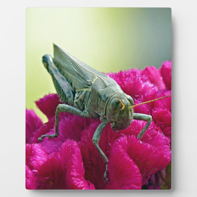 Grasshopper on Cockscomb Plaque (Front)