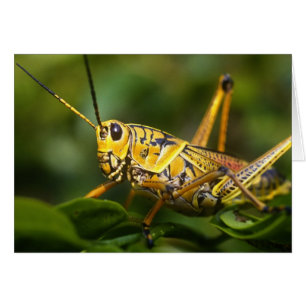 Grasshopper, Parc national des Everglades, Floride