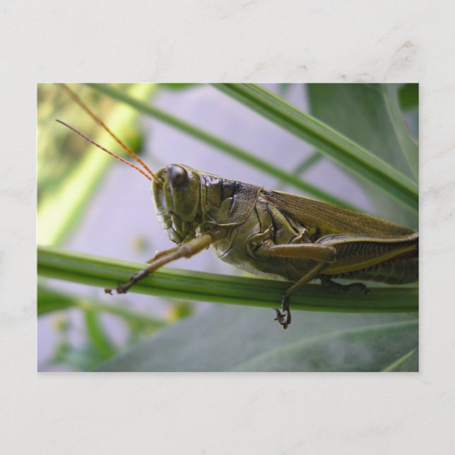 Grasshopper Postcard (Front)