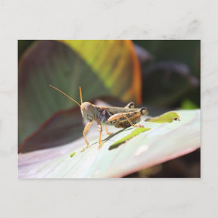 Grasshopper Postcard