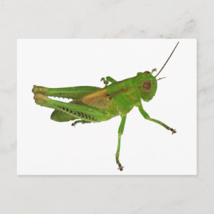 Grasshopper Postcard
